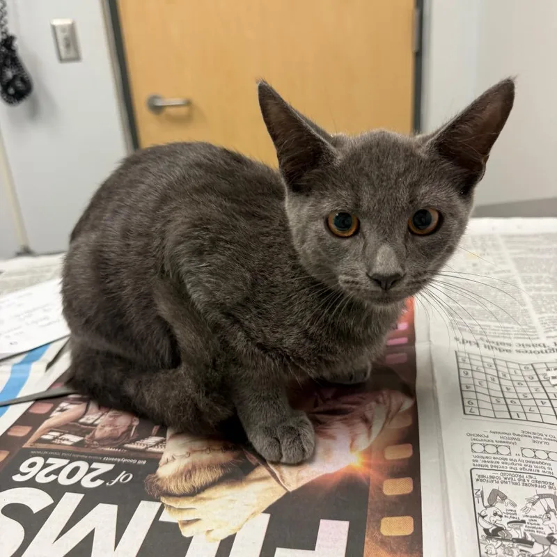 A baby small-sized male Domestic Short Hair cat named Matterhorn for adoption in Jacksonville, FL