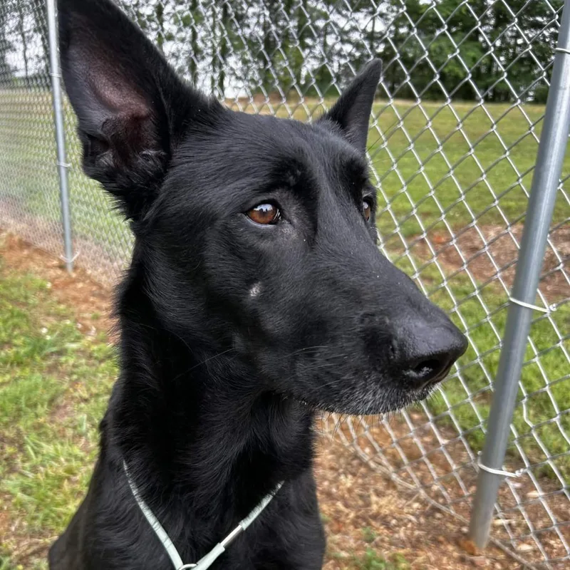 An adult medium-sized female Black Labrador Retriever dog named Sheba for adoption in Greenville, SC