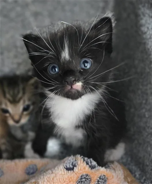 A baby medium-sized male Domestic Short Hair cat named Miso for adoption in Dallas, TX
