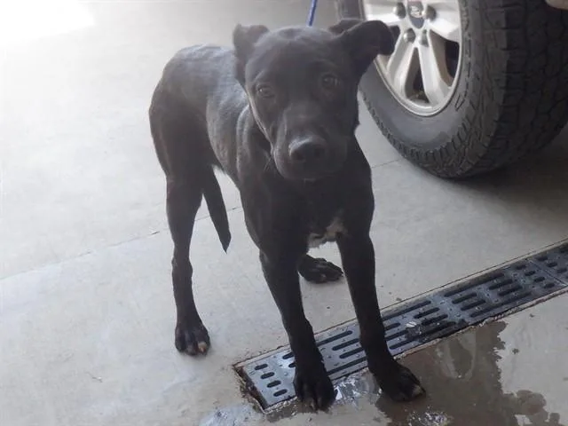 A young small-sized female Labrador Retriever dog named Tulie for adoption in Oroville, CA