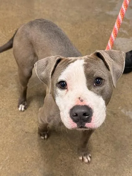A young medium-sized male Gray / Blue / Silver Pit Bull Terrier dog named Teddy for adoption in Cleveland, OH