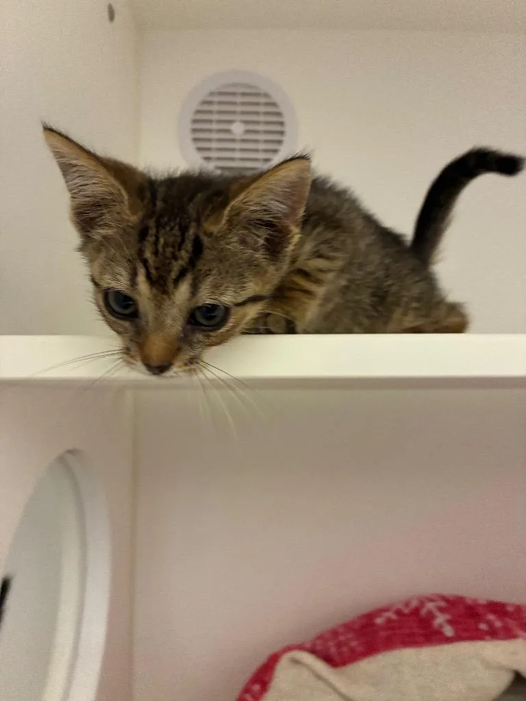 A baby large-sized male Domestic Short Hair cat named Rambo for adoption in Oxford, NC