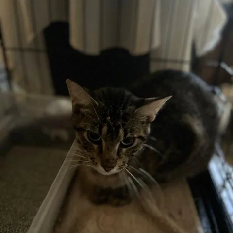 A young medium-sized male Brown / Chocolate Domestic Short Hair cat named Calvin for adoption in League City, TX
