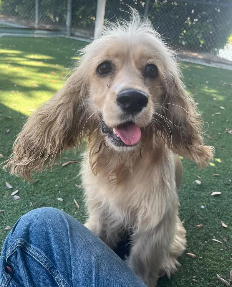 A young medium-sized female Cocker Spaniel dog named Winnie for adoption in Osteen, FL