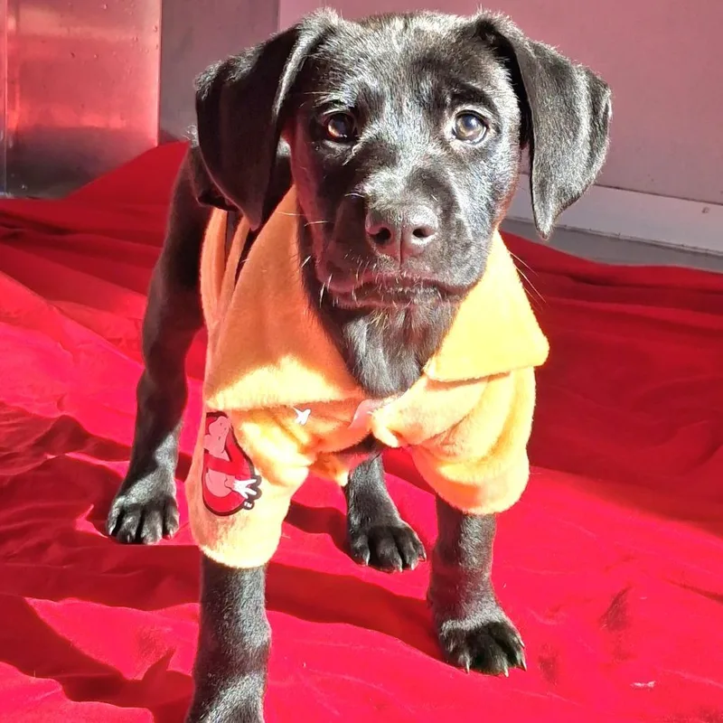 A baby medium-sized female Black Catahoula Leopard Dog named Dixie for adoption in Freeport, FL