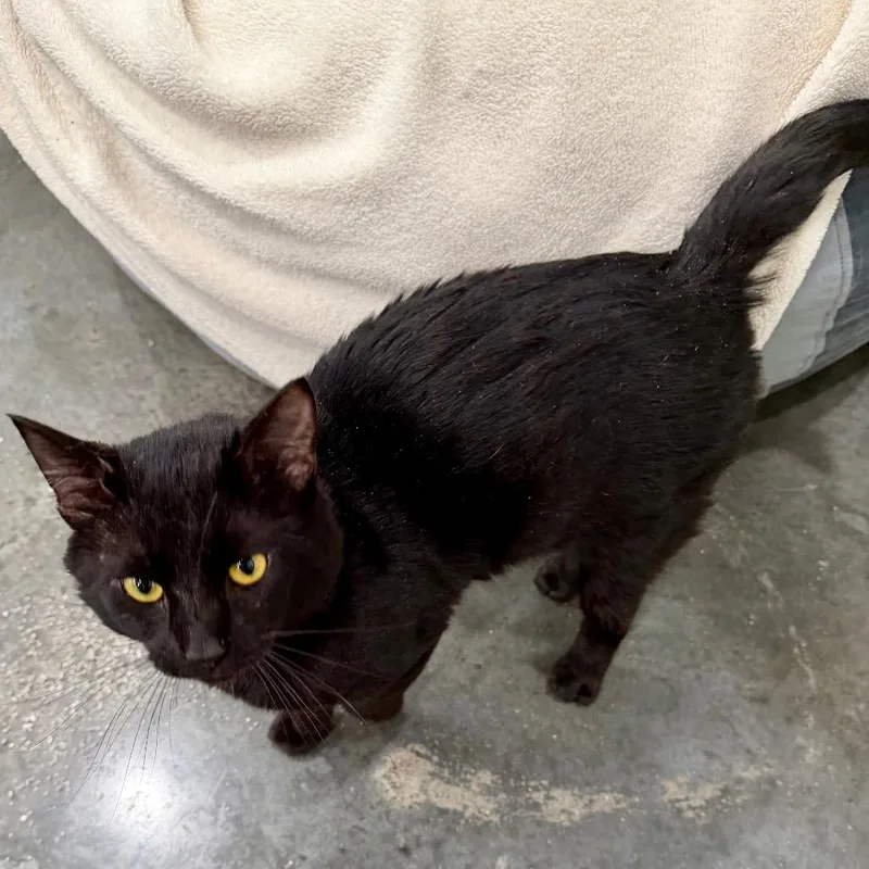 An adult large-sized male Domestic Short Hair cat named Houdini for adoption in Fairmont, WV