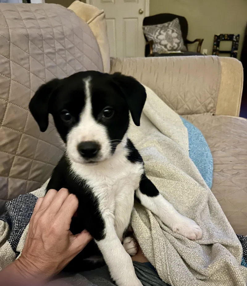 A baby medium-sized male Black Labrador Retriever dog named Bode for adoption in Cordova, TN