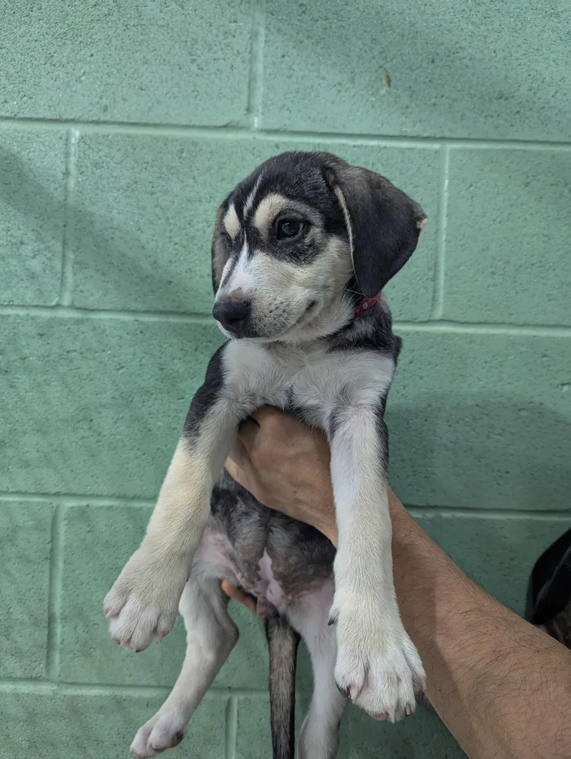A baby medium-sized female Labrador Retriever dog named Fina for adoption in Mount Laurel, NJ