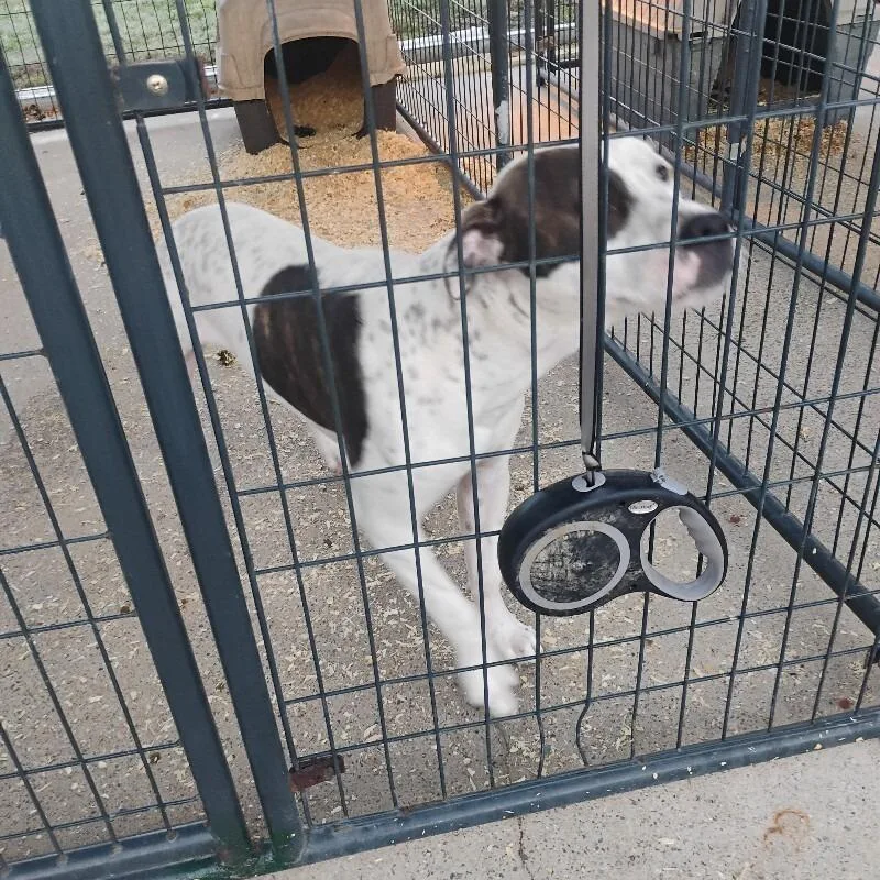 An adult medium-sized male Brown / Chocolate Mixed Breed dog named Flint for adoption in East Smithfield , PA