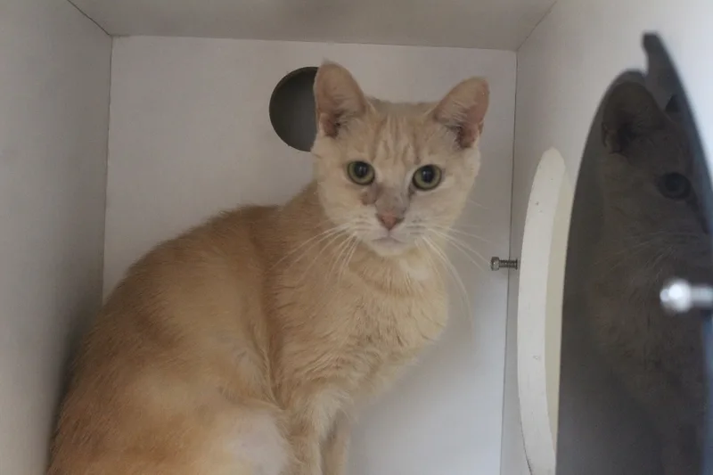 An adult medium-sized female Domestic Short Hair cat named Etta Mommy for adoption in Chestertown, MD