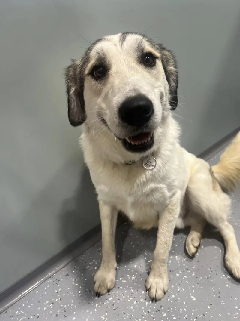 An adult medium-sized male Mixed Breed dog named Mack for adoption in Davenport, IA