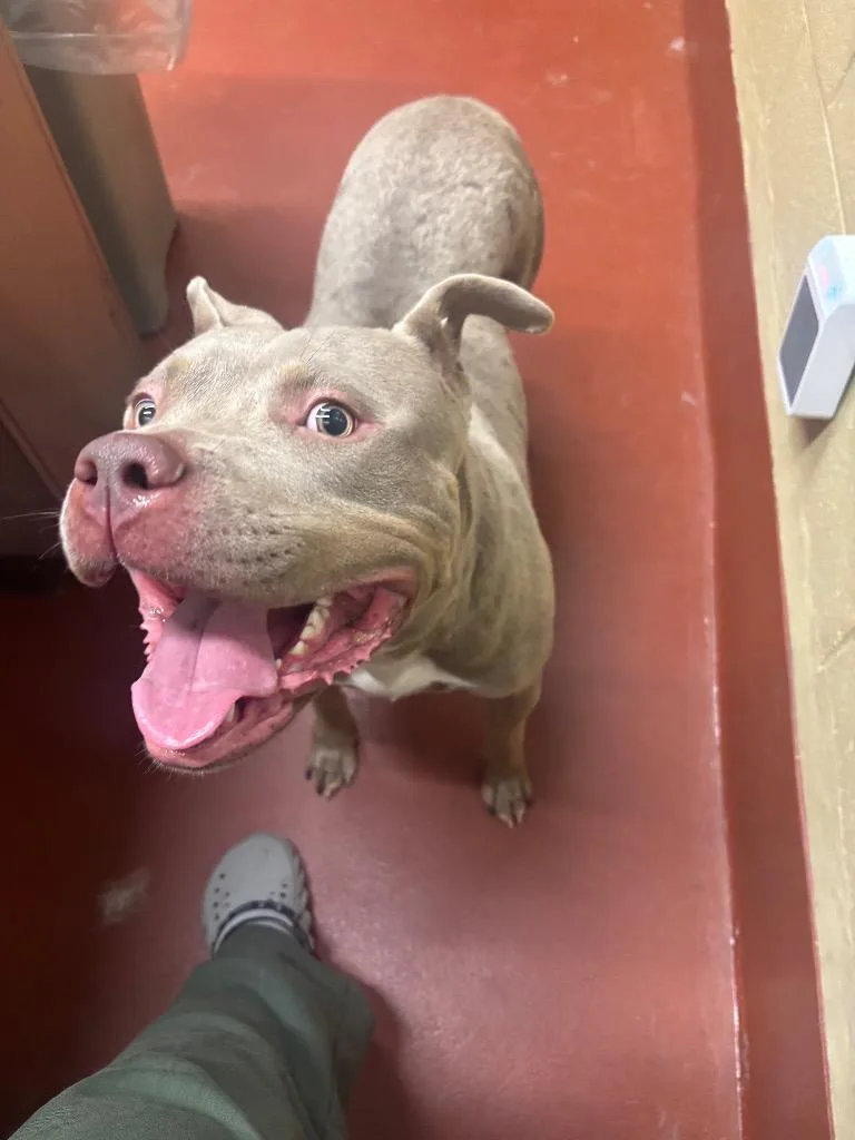 An adult large-sized female Pit Bull Terrier dog named Candi for adoption in Douglasville, GA