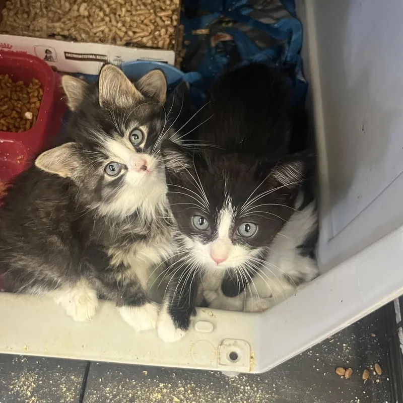 A baby small-sized female Black Domestic Short Hair cat named Dunn for adoption in Spokane, WA