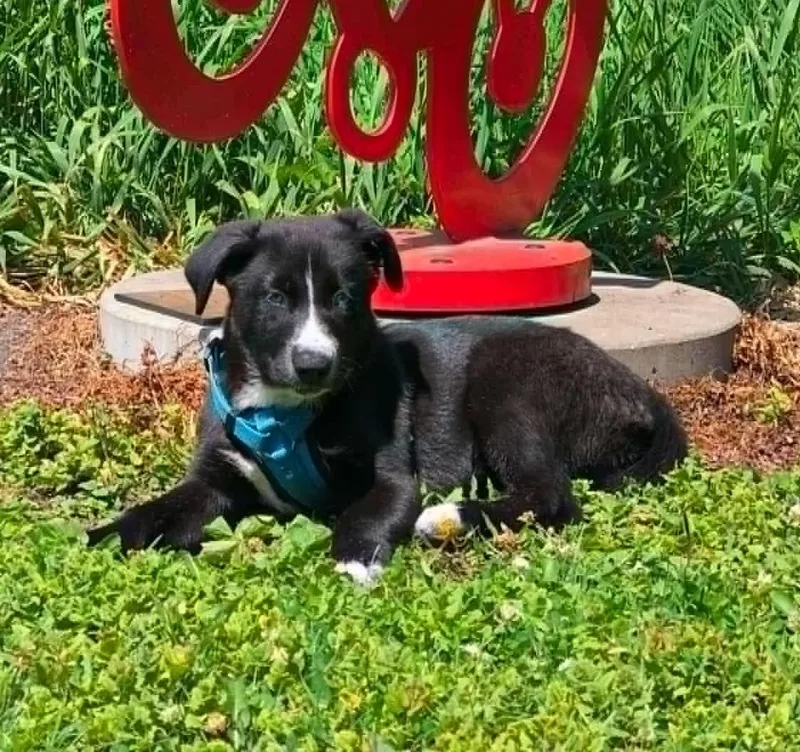 A baby medium-sized female Black Husky dog named Elsa for adoption in Minnetrista, MN