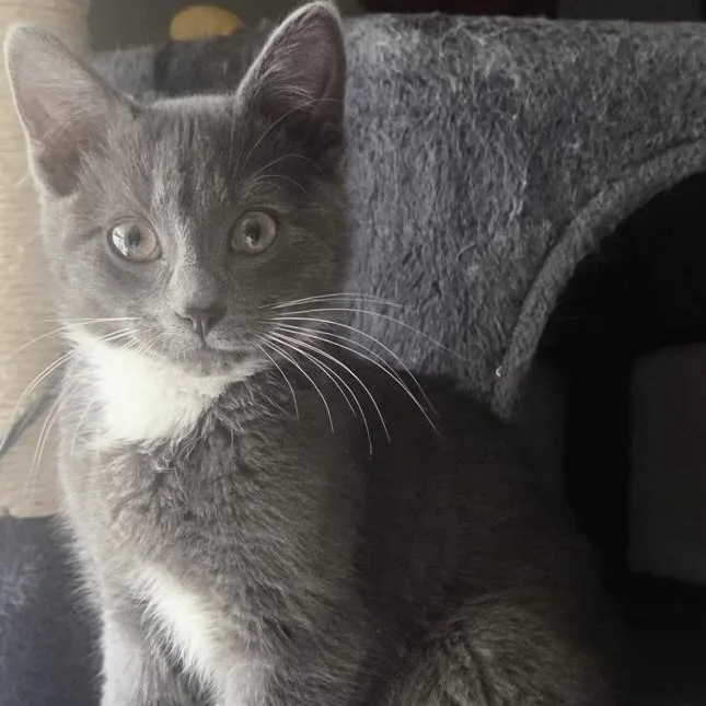 A baby medium-sized male Gray & White Domestic Short Hair cat named Percy for adoption in Cranford, NJ