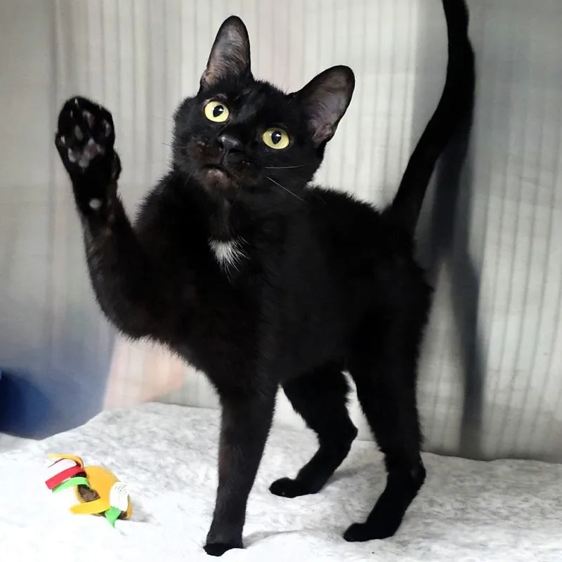 A young medium-sized female Black Domestic Short Hair cat named Nina for adoption in Michigan City, IN
