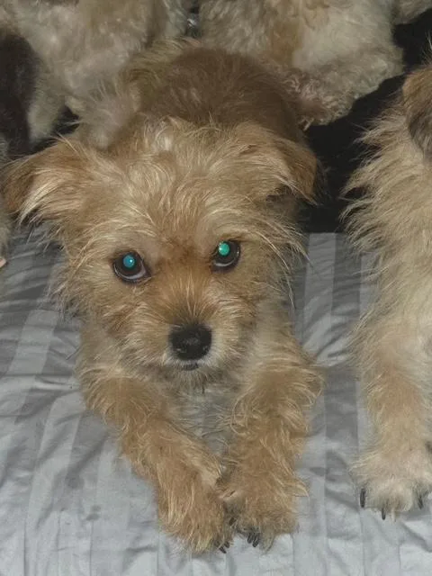 An adult small-sized female Yorkshire Terrier dog named Scotch for adoption in Brockport, NY
