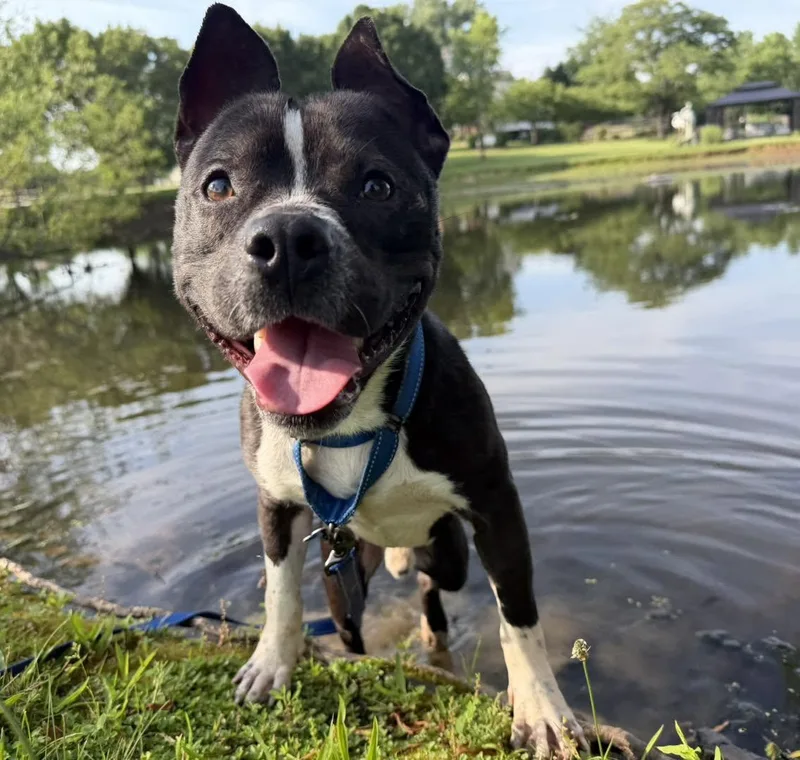 An adult medium-sized male Black American Staffordshire Terrier dog named Max for adoption in Catlett, VA