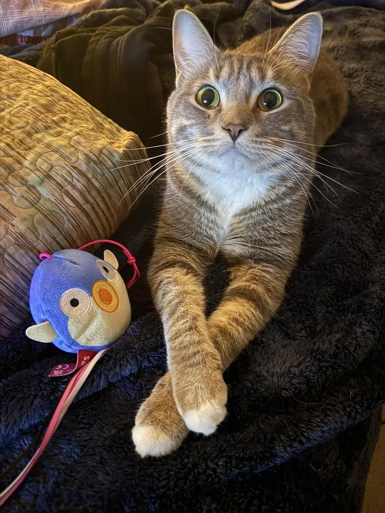 Mr. Meowgi thumbnail 2