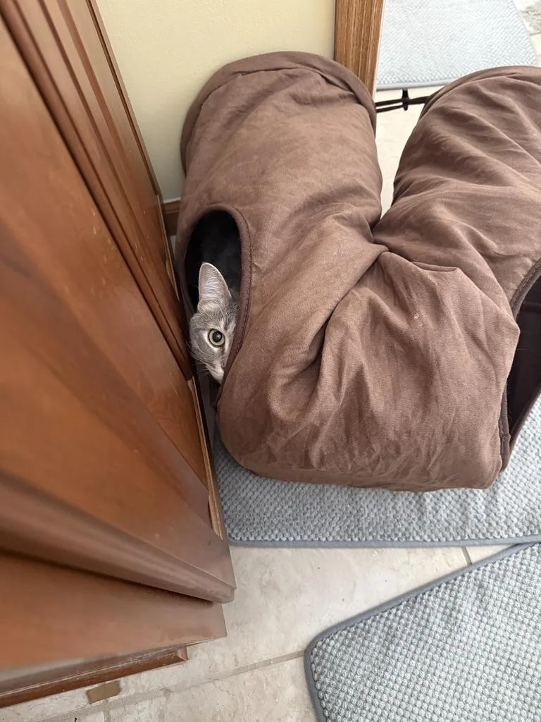 Mr. Meowgi thumbnail 3