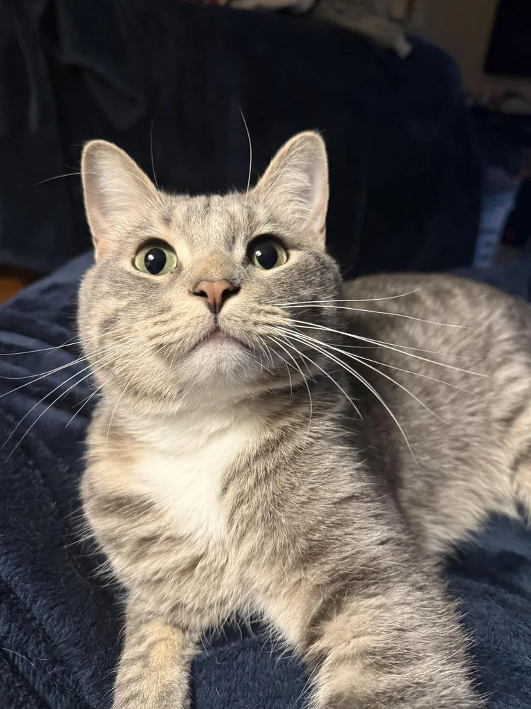 Mr. Meowgi thumbnail 4