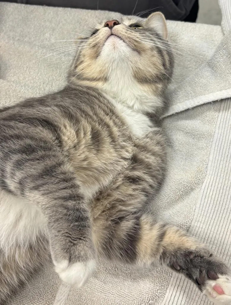 Mr. Meowgi thumbnail 5