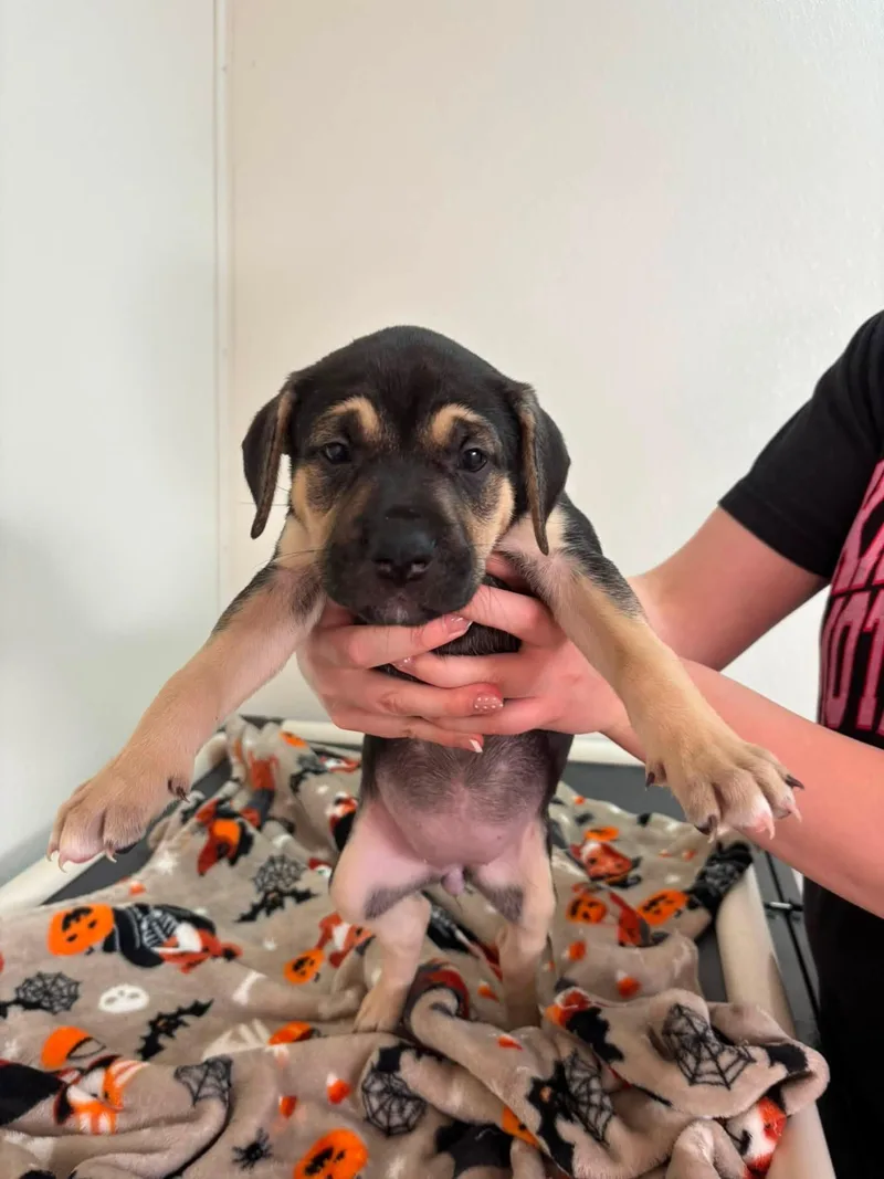 A baby medium-sized female Black Mixed Breed dog named Oak for adoption in Jamestown, ND