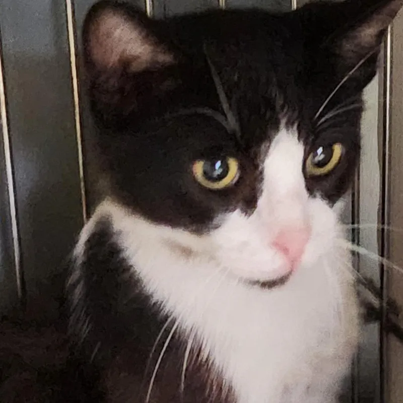 A young small-sized male Black Domestic Short Hair cat named River C for adoption in Corsicana, TX