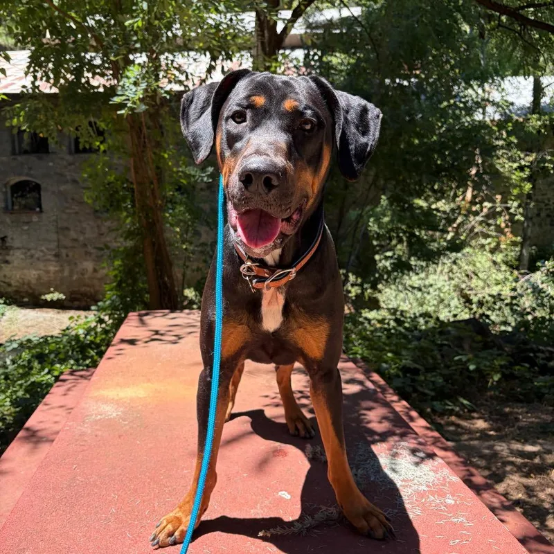 A young large-sized male Doberman Pinscher dog named Zeus Big Boy for adoption in Grass Valley, CA