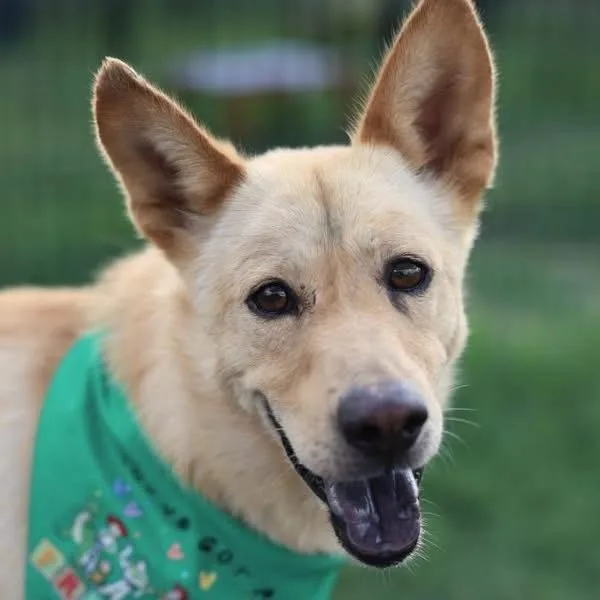 A young medium-sized male Yellow / Tan / Blond / Fawn Shepherd dog named Jasper for adoption in Brookeville, MD