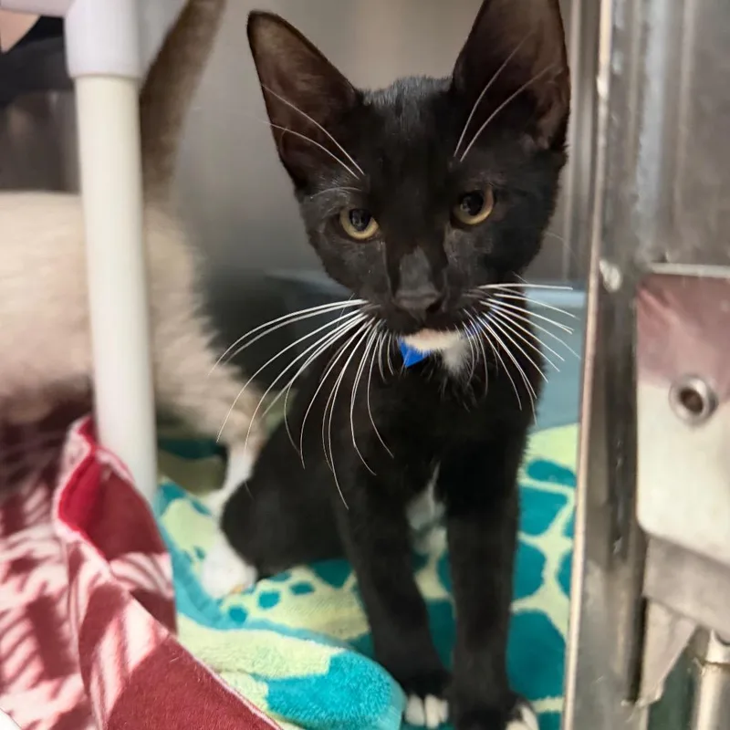 A baby medium-sized male Black Domestic Short Hair cat named Batman for adoption in Lakeland, FL