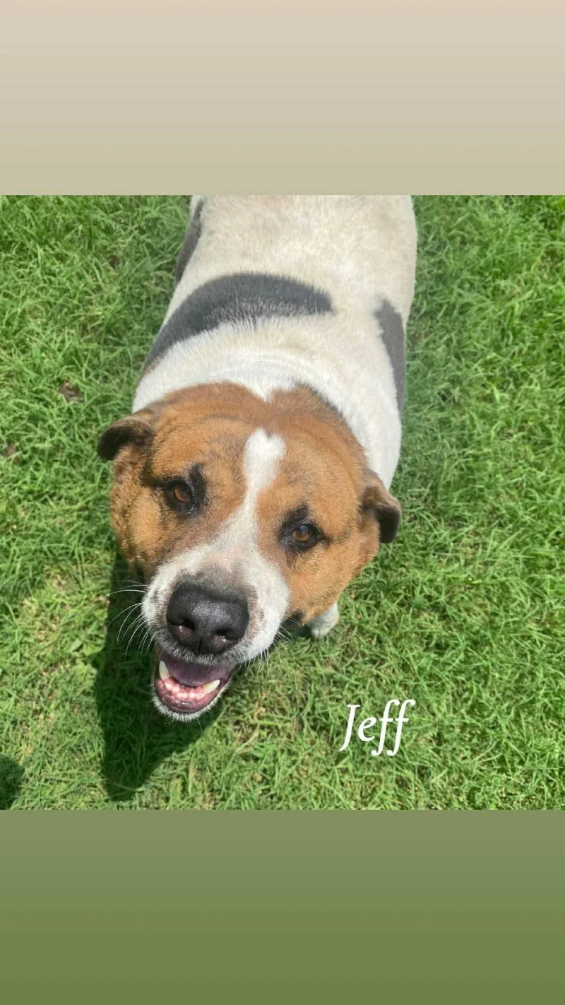 An adult small-sized male Mixed Breed dog named Jefferson for adoption in Denison, TX