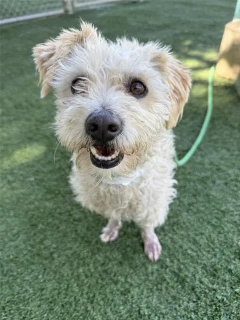 An adult small-sized male Terrier dog named Mikey for adoption in Chatsworth, CA