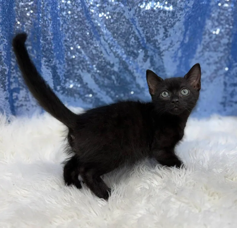 A young medium-sized male Black Domestic Short Hair cat named Fritz for adoption in Clarkesville, GA