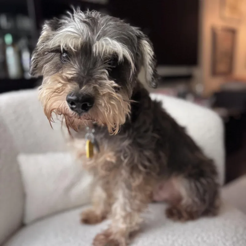 A senior small-sized female Gray / Blue / Silver Schnauzer dog named Isabella for adoption in Brooklyn, NY