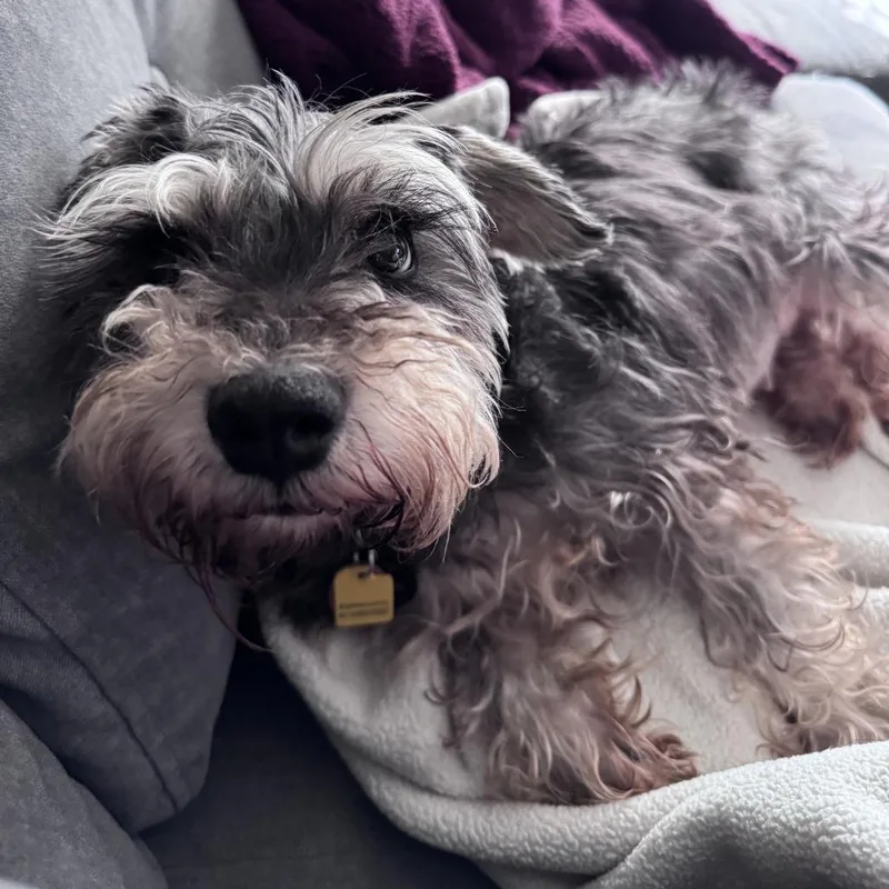 Isabella thumbnail 3