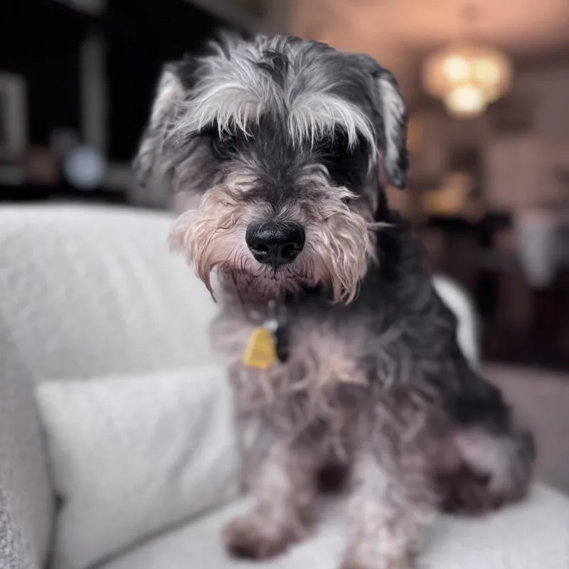 Isabella thumbnail 6