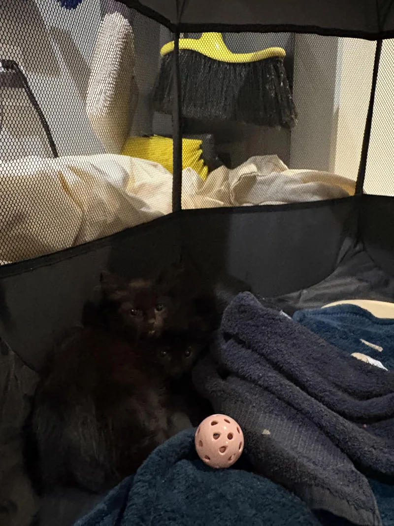 A baby small-sized female Domestic Short Hair cat named Bellatrix for adoption in Davidson, NC