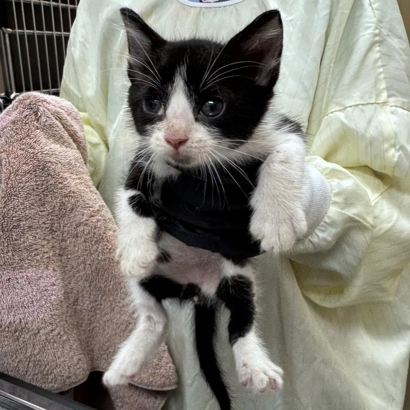 A baby small-sized male Black Domestic Short Hair cat named Tucker Jr. for adoption in Winston-Salem, NC