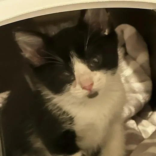 Tucker Jr. thumbnail 2