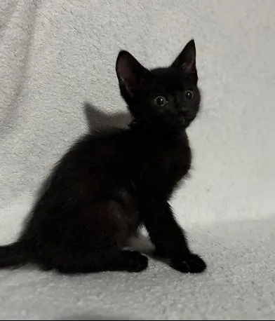 A baby medium-sized male Black Domestic Short Hair cat named Jett for adoption in Liverpool, TX
