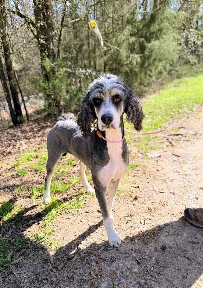 An adult large-sized male Sheepadoodle dog named Sparky for adoption in Fosters, AL