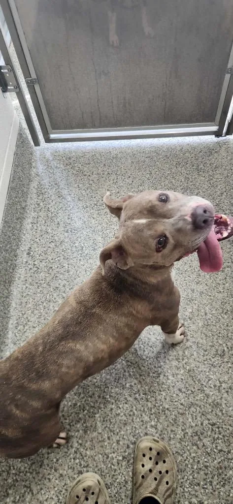 A young medium-sized female Pit Bull Terrier dog named Cd for adoption in Van Wert, OH