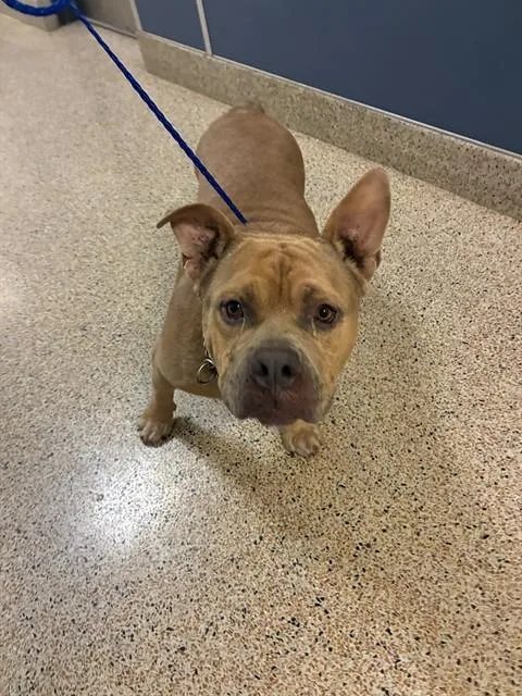 An adult medium-sized male Pit Bull Terrier dog named Tommy for adoption in Miami, FL