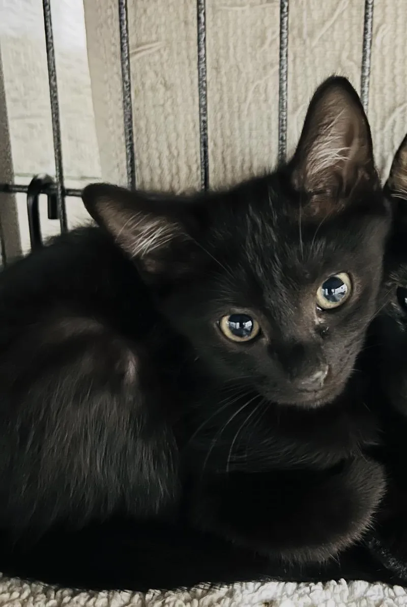 A baby small-sized male Domestic Short Hair cat named Jack for adoption in Sneads Ferry, NC