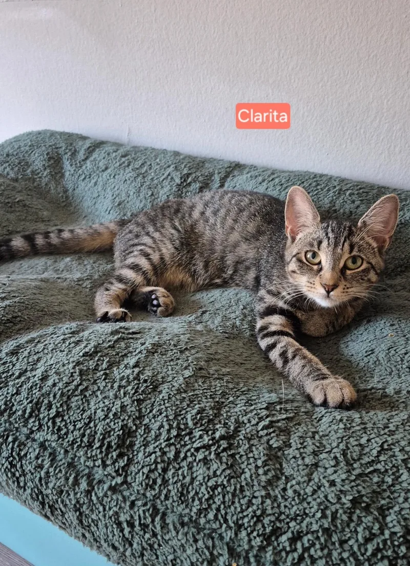 Clarita thumbnail 4