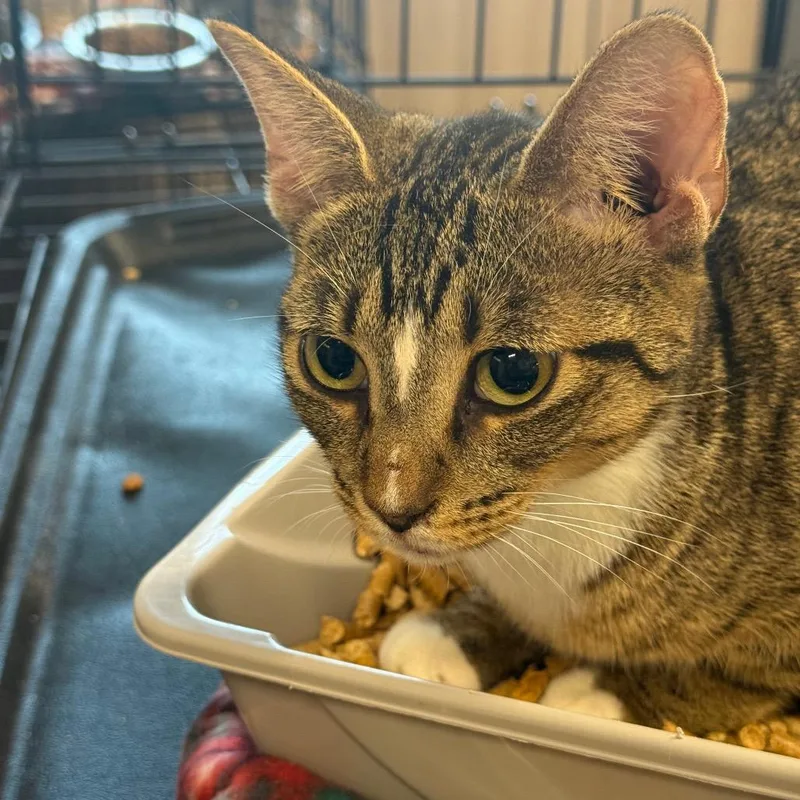 A young medium-sized female Domestic Short Hair cat named Float for adoption in Horn Lake, MS