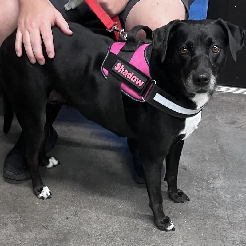 An adult medium-sized female Black Labrador Retriever dog named Shadow for adoption in Tampa, FL