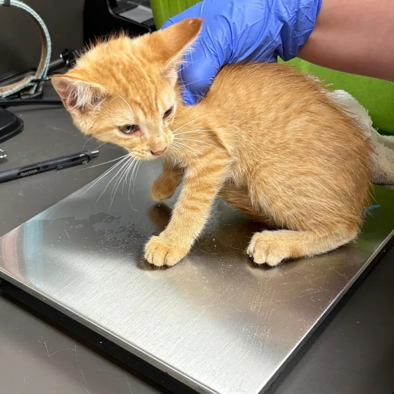 A baby small-sized male Orange / Red Domestic Short Hair cat named Simon for adoption in Columbus, GA