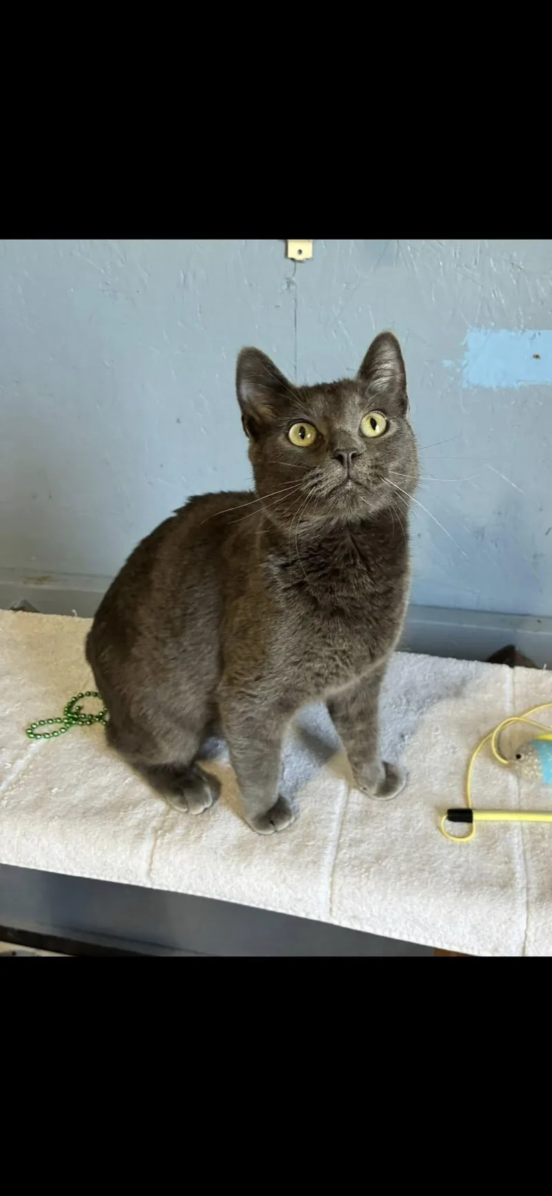 A baby medium-sized male Gray / Blue / Silver Domestic Short Hair cat named Little Grey for adoption in Omaha, NE